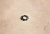 43002634 - WASHER SENATED M5.3X10X0.6;Zn Plate - Product Image