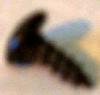 Product Image Screw