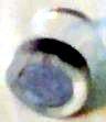 Magnet, with Retainer
