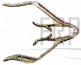 Clip;Open-Type;;;;TM737 - Product Image Clip;Open-Type;;;;TM737 - Product Image