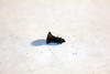 43002615 - Screw;Phillip;Sink;Tapped - Product Image